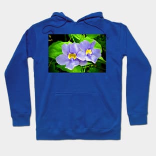 Streptocarpus Speicies Blue Flowers Hoodie